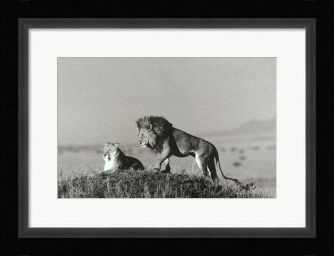 Framed Lion And Lioness On A Hill Print