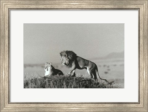 Framed Lion And Lioness On A Hill Print