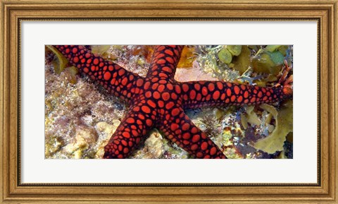 Framed Sea Star Print