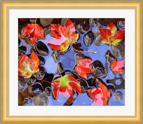 Framed Close-Up Of Maple Leaves In The Water Print