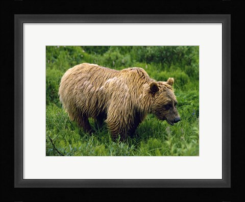 Framed Rain-Soaked Grizzly Bear In Grass, Profile, Denali National Park, Alaska Print