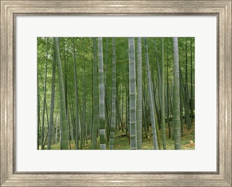 Framed Bamboo Trees In A Forest, Fukuoka, Japan Print