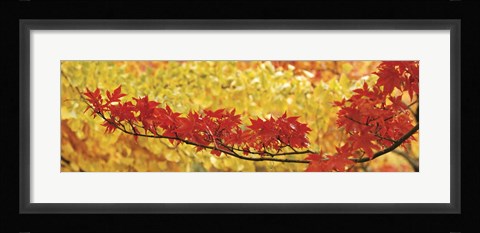 Framed Red And Yellow Autumnal Leaves Print