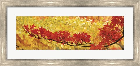 Framed Red And Yellow Autumnal Leaves Print