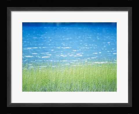 Framed Grass In Water Print