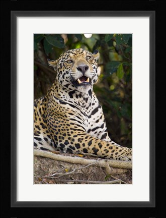 Framed Close-Up Of A Jaguar Snarling Print