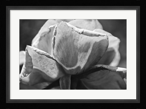 Framed Close-Up Of A Rose Print