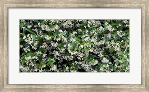 Framed White Flowers In Bloom, Sacramento, California Print