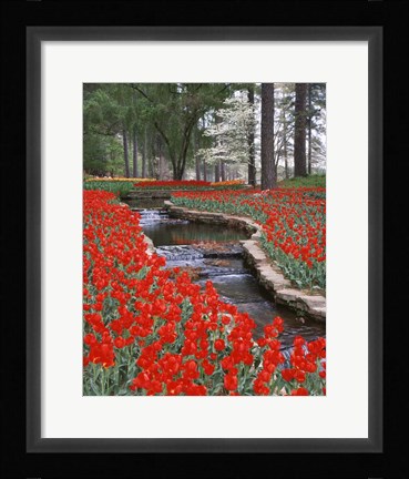 Framed Red Tulips And Brook In Hodges Gardens, Louisiana Print