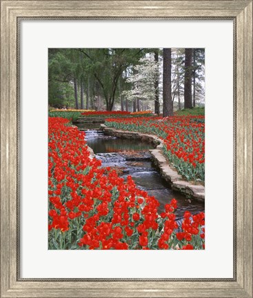 Framed Red Tulips And Brook In Hodges Gardens, Louisiana Print