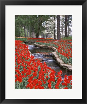 Framed Red Tulips And Brook In Hodges Gardens, Louisiana Print