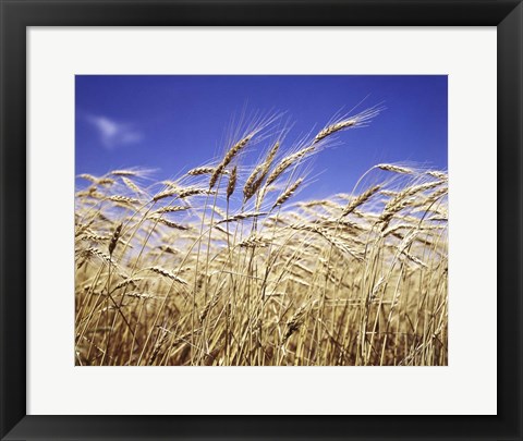 Framed Close-Up Of Heads Of Wheat Stalks Against Blue Sky Print