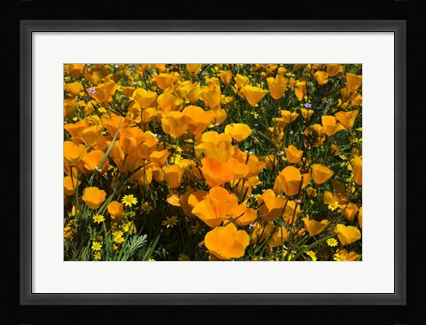 Framed California Poppies And Canterbury Bells Growing In A Field Print