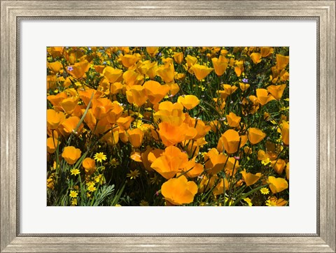 Framed California Poppies And Canterbury Bells Growing In A Field Print