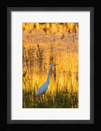 Framed Great Egret At Sunset, Viera Wetlands, Florida Print