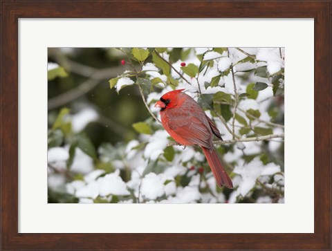Framed Close-Up Of Male Northern Cardinal In American Holly Print