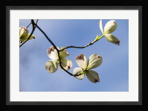 Framed Close-Up Of Flowering Dogwood Flowers On Branches, Atlanta, Georgia Print