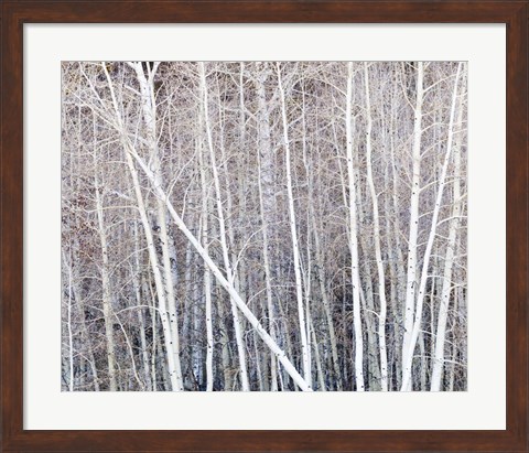 Framed Leafless Quaking Aspens Form A Pattern, Boulder Mountain, Utah Print