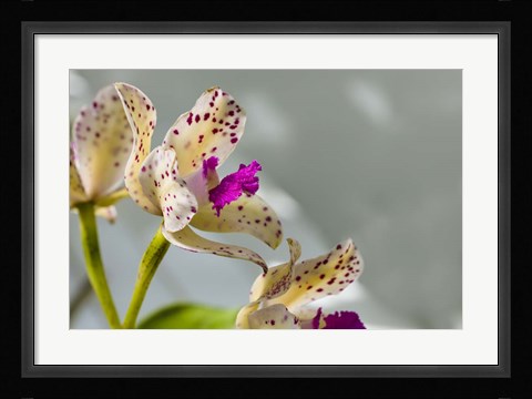 Framed Close-Up Of Orchid Flowers In Bloom Print