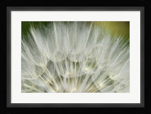 Framed Close-Up Of Dandelion Seed, Lockport Prairie Nature Preserve, Illinois Print