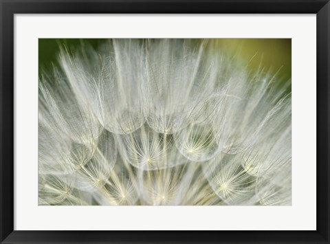 Framed Close-Up Of Dandelion Seed, Lockport Prairie Nature Preserve, Illinois Print