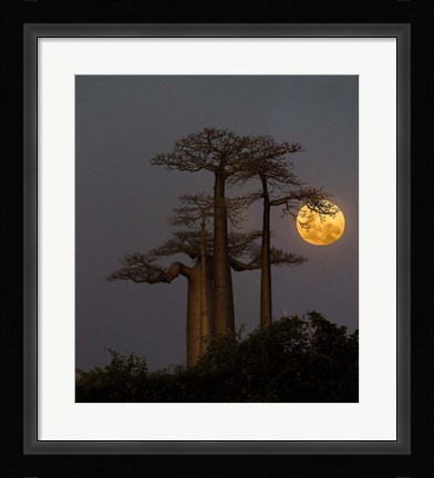 Framed Baobabs And Moon, Morondava, Madagascar Print