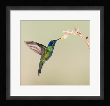 Framed Blue-Eared Violet Hummingbird Feeding On Flower, Talamanca Mountains, Costa Rica Print