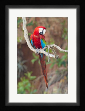 Framed Portrait Of Red-And-Green Macaw Print
