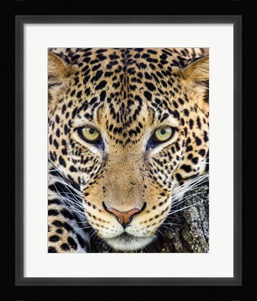 Framed Close Up Of Cheetah, Ngorongoro Conservation Area, Tanzania Print