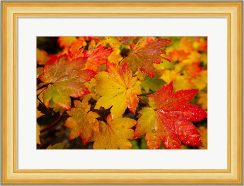 Framed Close-Up Of Wet Autumn Leaves, Portland, Oregon Print