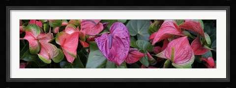 Framed Close Up Of Laceleaf Print