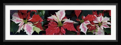 Framed Close-Up Of Poinsettias Print