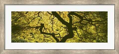 Framed View Of Tree Branches, Portland Japanese Garden Print