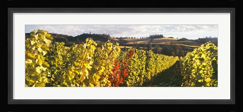 Framed View Of Zenith Vineyard, Amity, Oregon Print