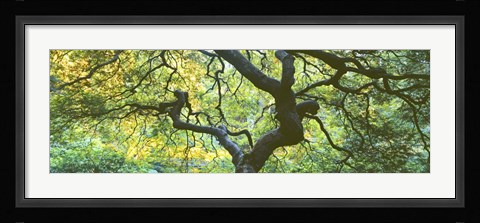 Framed Close Up Of Japanese Maple Branches, Portland Japanese Garden Print