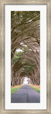 Framed View Of Monterey Cypresses Above Road, Point Reyes National Seashore, California Print