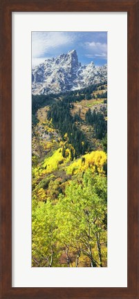 Framed View Of Trees At Bottom Of Mountain, Aspen Print