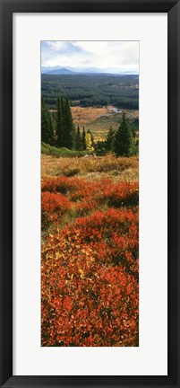 Framed View Of Huckleberries Bushes On Hilly Terrain, Rockchuck Peak, Grand Teton National Park, Wyoming Print