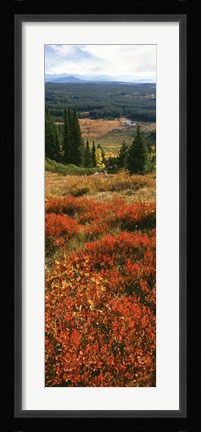 Framed View Of Huckleberries Bushes On Hilly Terrain, Rockchuck Peak, Grand Teton National Park, Wyoming Print