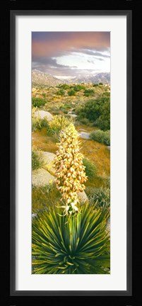 Framed Close Up Of Spanish Bayonet Print