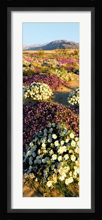 Framed Clumps Of Flowers Of Sand Verbena And Dune Primrose Print