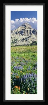 Framed Lupine And Indian Paintbrush Flowers At Bottom Of Fossil Mountain, Wyoming Print