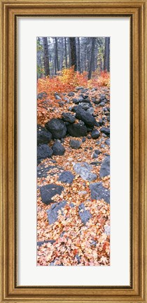 Framed Fallen Maple Leaves In Forest In Autumn, Oak Creek Canyon, Arizona Print