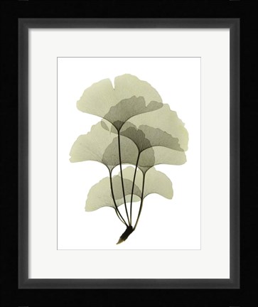 Framed Ginko II Print