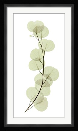 Framed Eucalyptus Print
