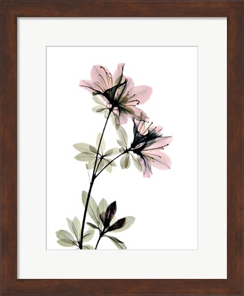 Framed Azalea Print