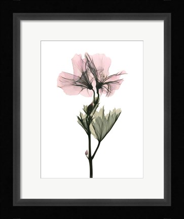 Framed Geranium Print