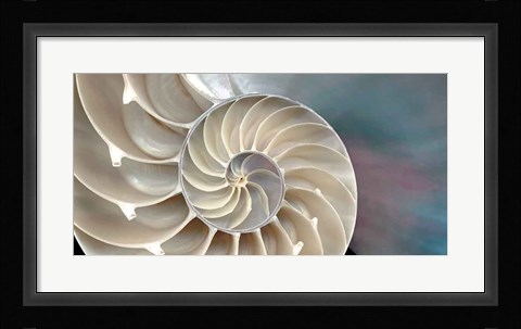 Framed Nautilus Print