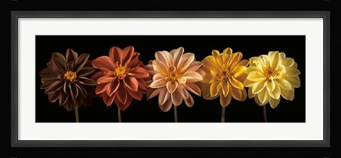 Framed Floral Salute Print