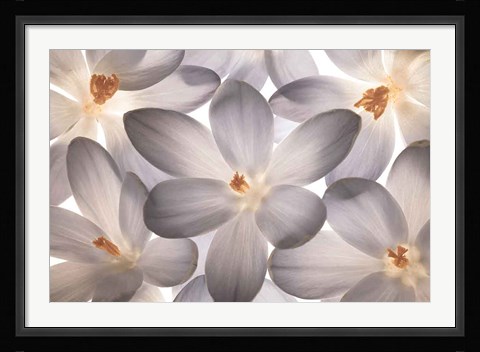 Framed Petal Perfect Print